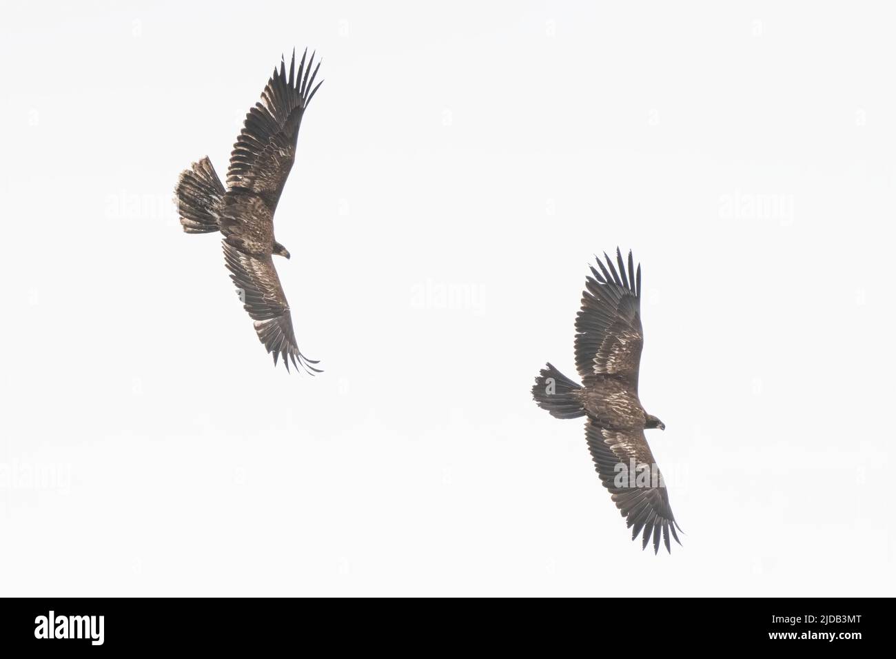 Two immature bald eagles (Haliaeetus leucocephalus) playing and chasing each others in the skies above Whitehorse; Whitehorse, Yukon, Canada Stock Photo