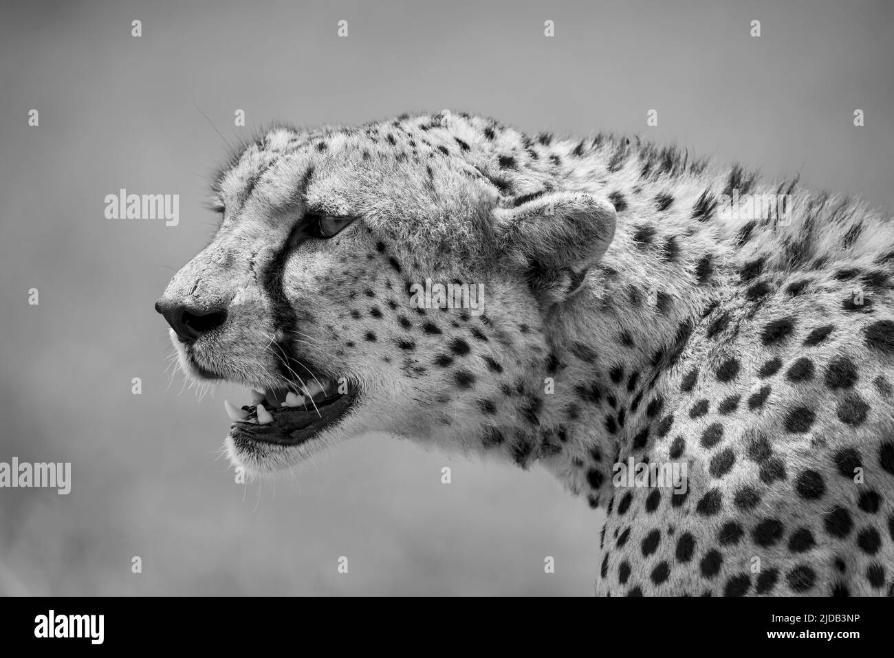 Close-up portrait of a cheetah (Acinonyx jubatus) looking out into the savanna in the Serengeti; Tanzania Stock Photo