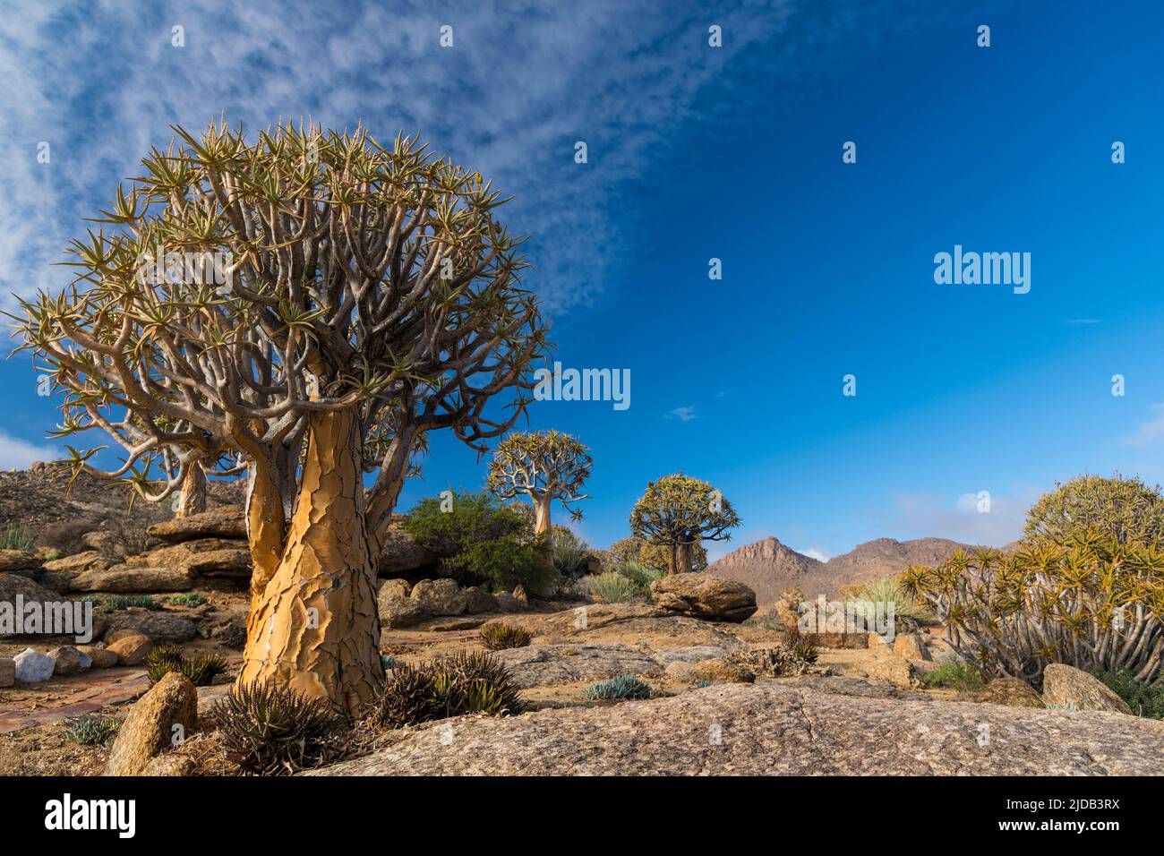 Quiver trees (Aloidendron dichotomum) in Geogap Nature Reserve near Springbok in Namaqualand; Northern Cape, South Africa Stock Photo