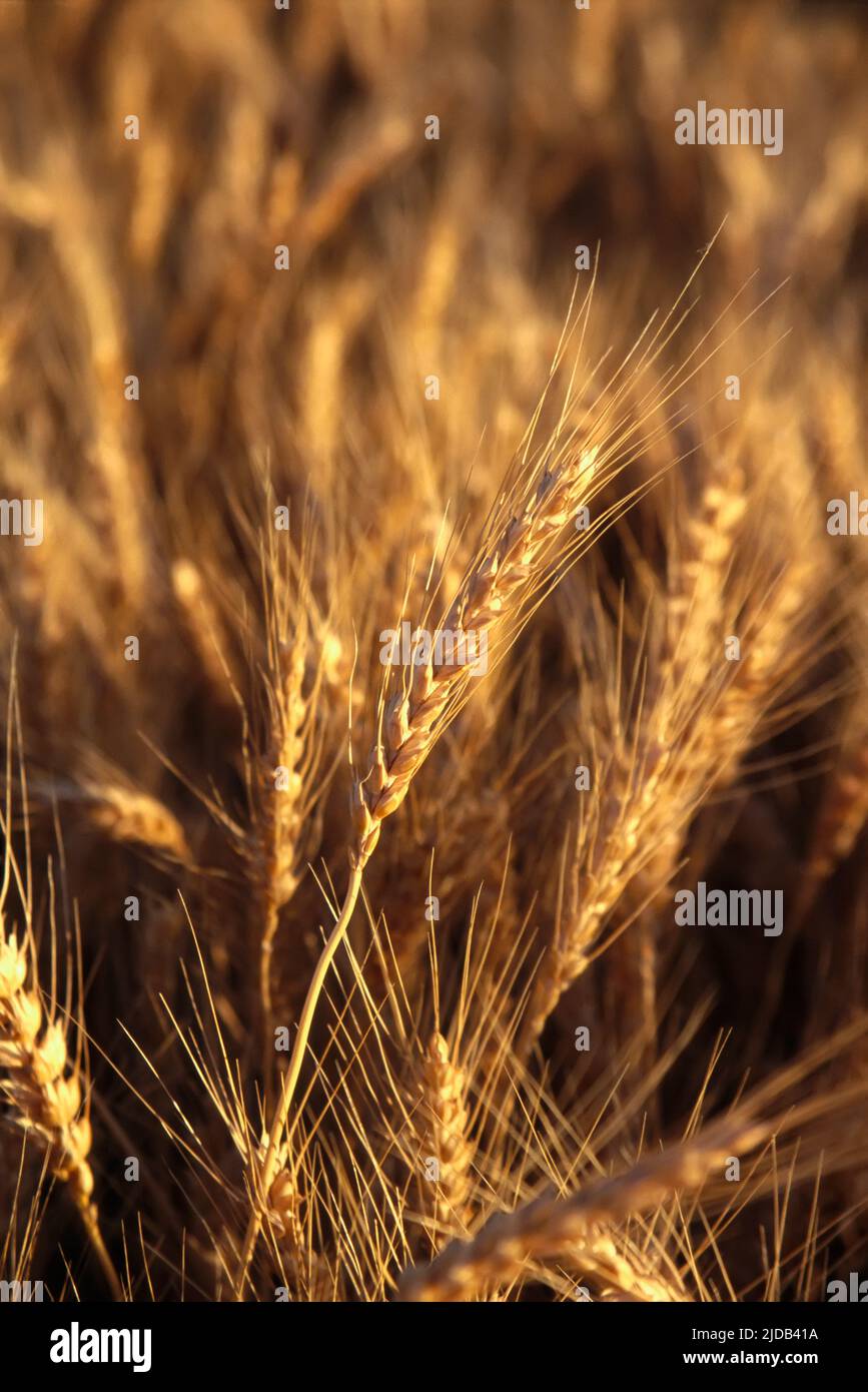 Close-up of golden wheat stalks; Washington State, United States of America Stock Photo