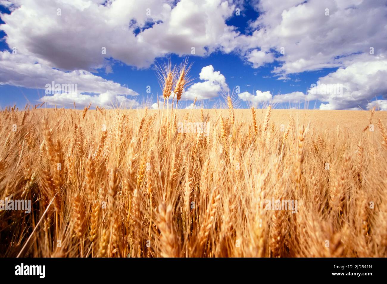 Golden wheat field growing beneath puffy clouds in a blue sky with wheat stalks standing up against the horizon Stock Photo