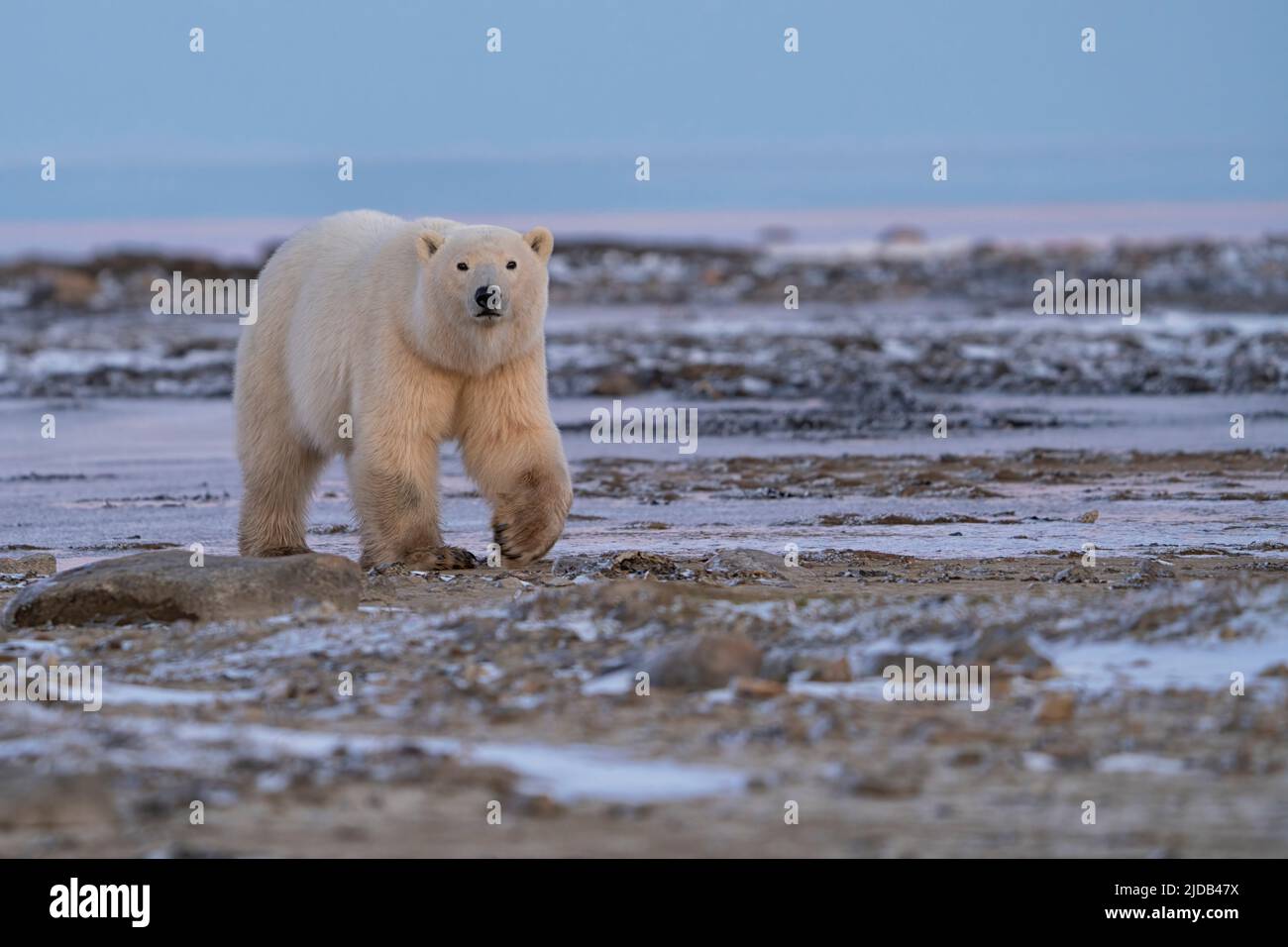 Polar bear in the wild near Churchill, Manitoba. Stock Photo