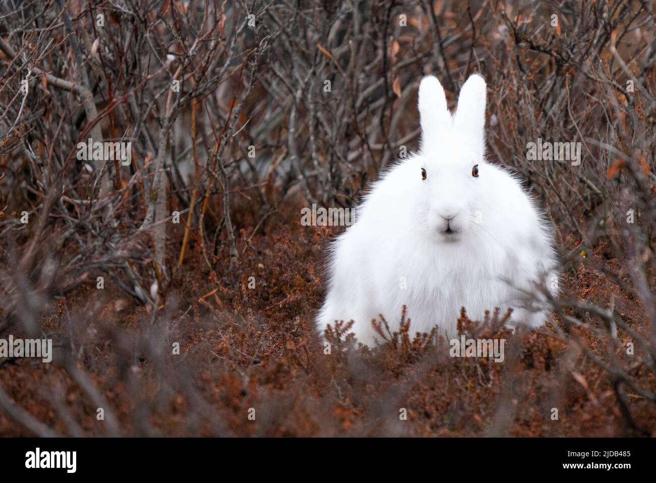 Arctic hare (Lepus arcticus) in the coastal ecosystem, Manitoba, Canada; Churchill, Manitoba, Canada Stock Photo