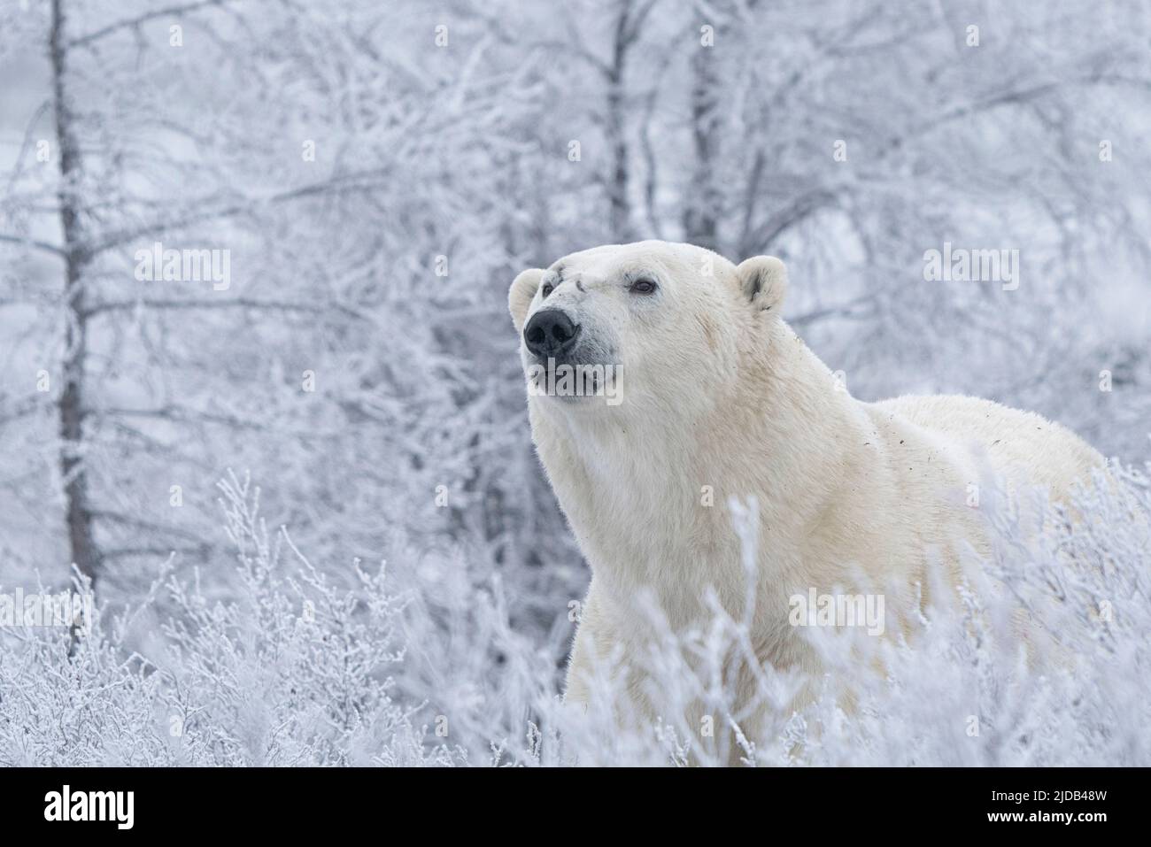 Polar bear (Ursus maritimus) in the wild looking out, near Churchill, Manitoba; Churchill, Manitoba, Canada Stock Photo