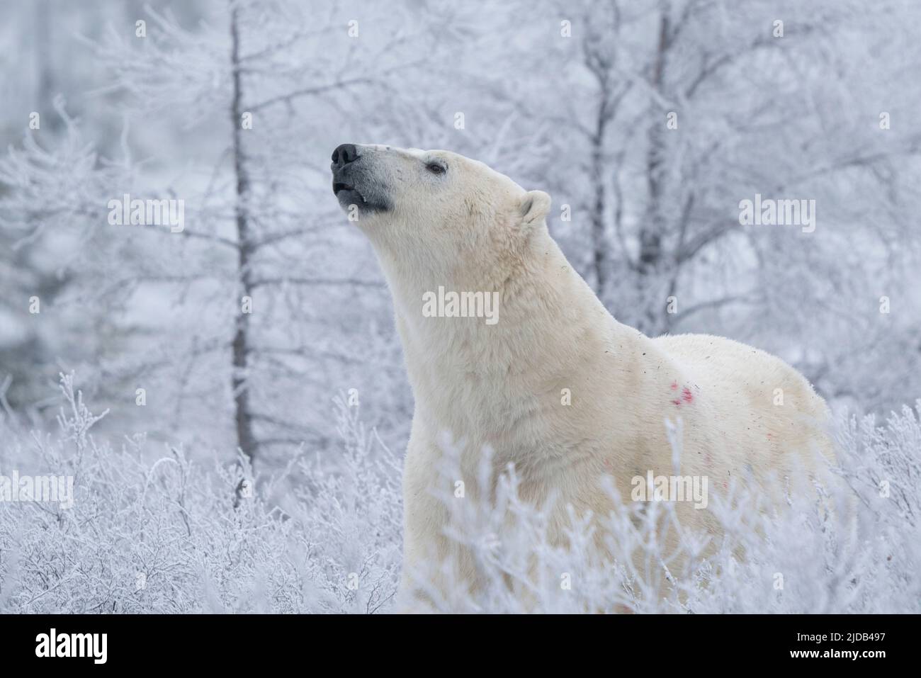 Polar bear (Ursus maritimus) in the wild looking up, near Churchill, Manitoba; Churchill, Manitoba, Canada Stock Photo