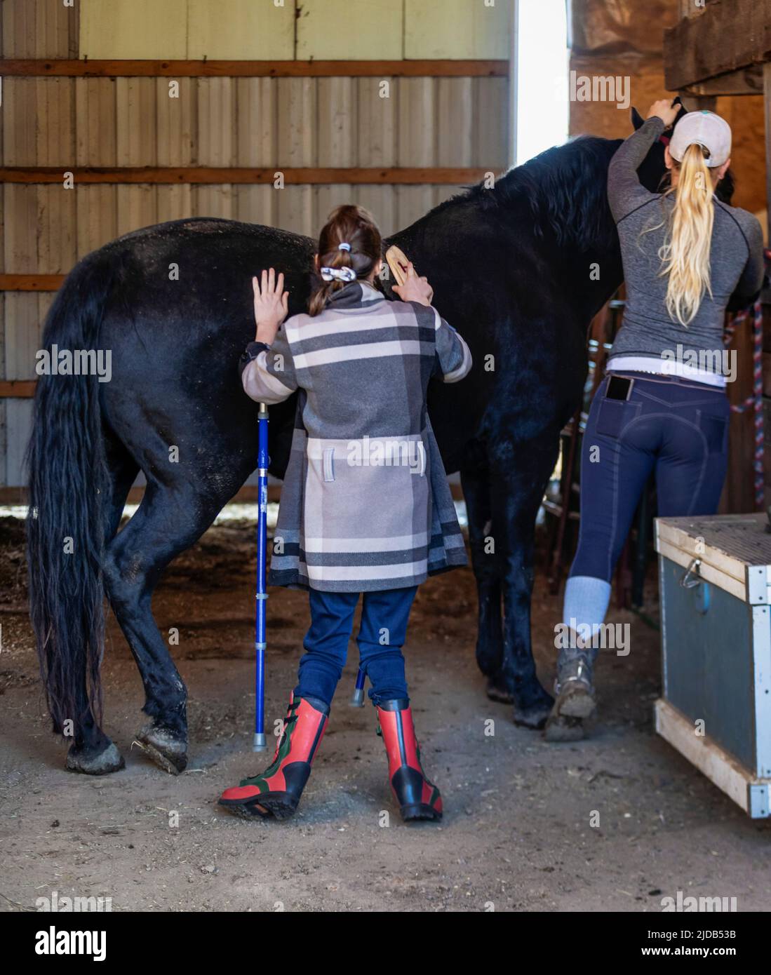 A trainer grooming a horse with a young girl with Cerebral Palsy during a Hippotherapy session; Westlock, Alberta, Canada Stock Photo