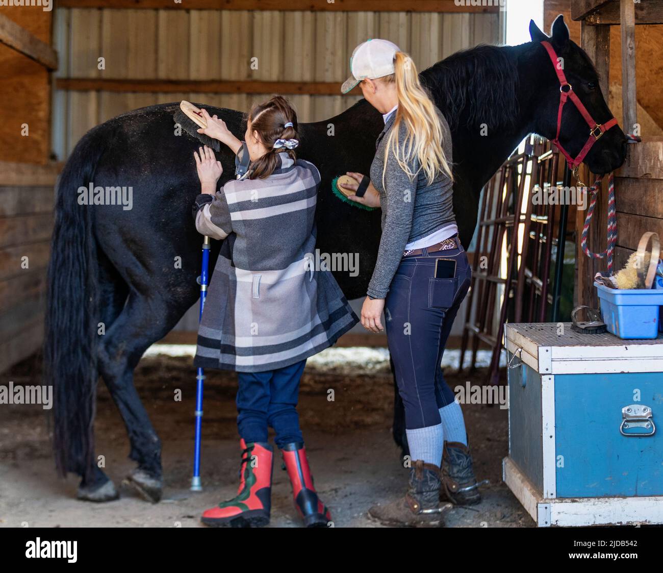 A trainer grooming a horse with a young girl with Cerebral Palsy during a Hippotherapy session; Westlock, Alberta, Canada Stock Photo