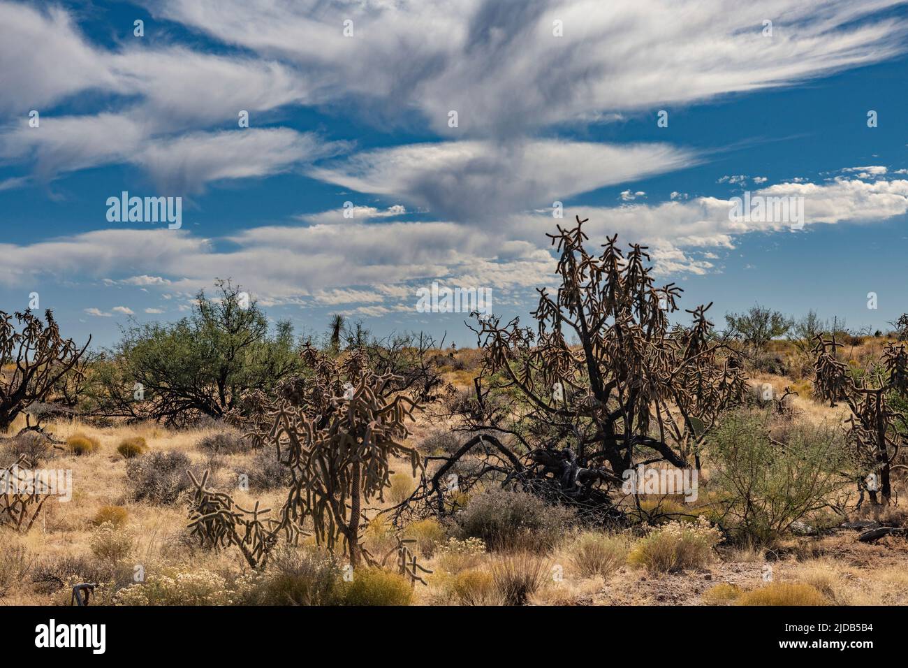 Clouds with trails of precipitation or rainstreaks below the clouds is known as Virga over the dry Arizona landscape and Cholla Cactus.  The moistu... Stock Photo