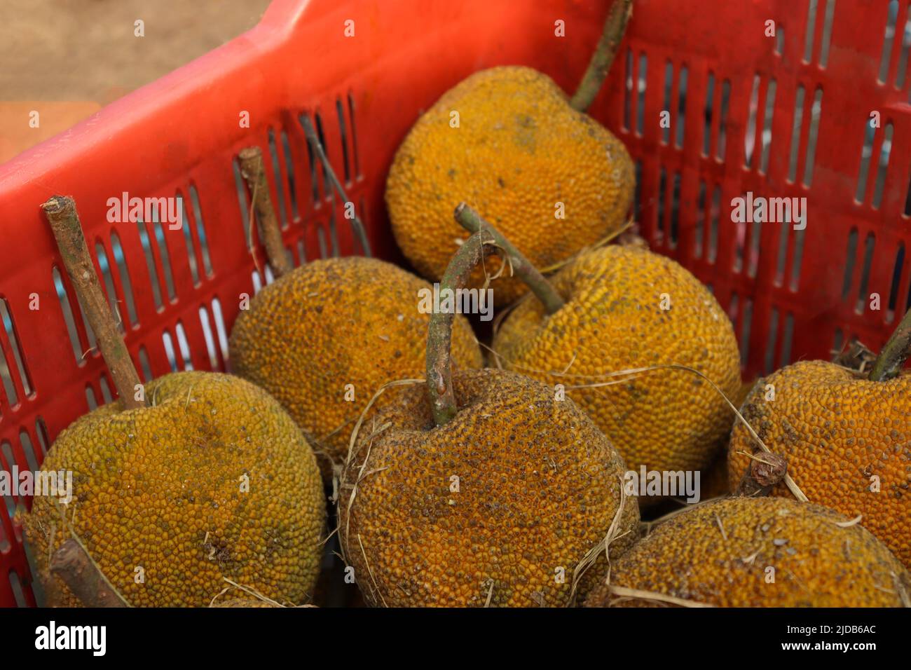 tasty ripe wild jackfruit stock on shop for sell Stock Photo Alamy