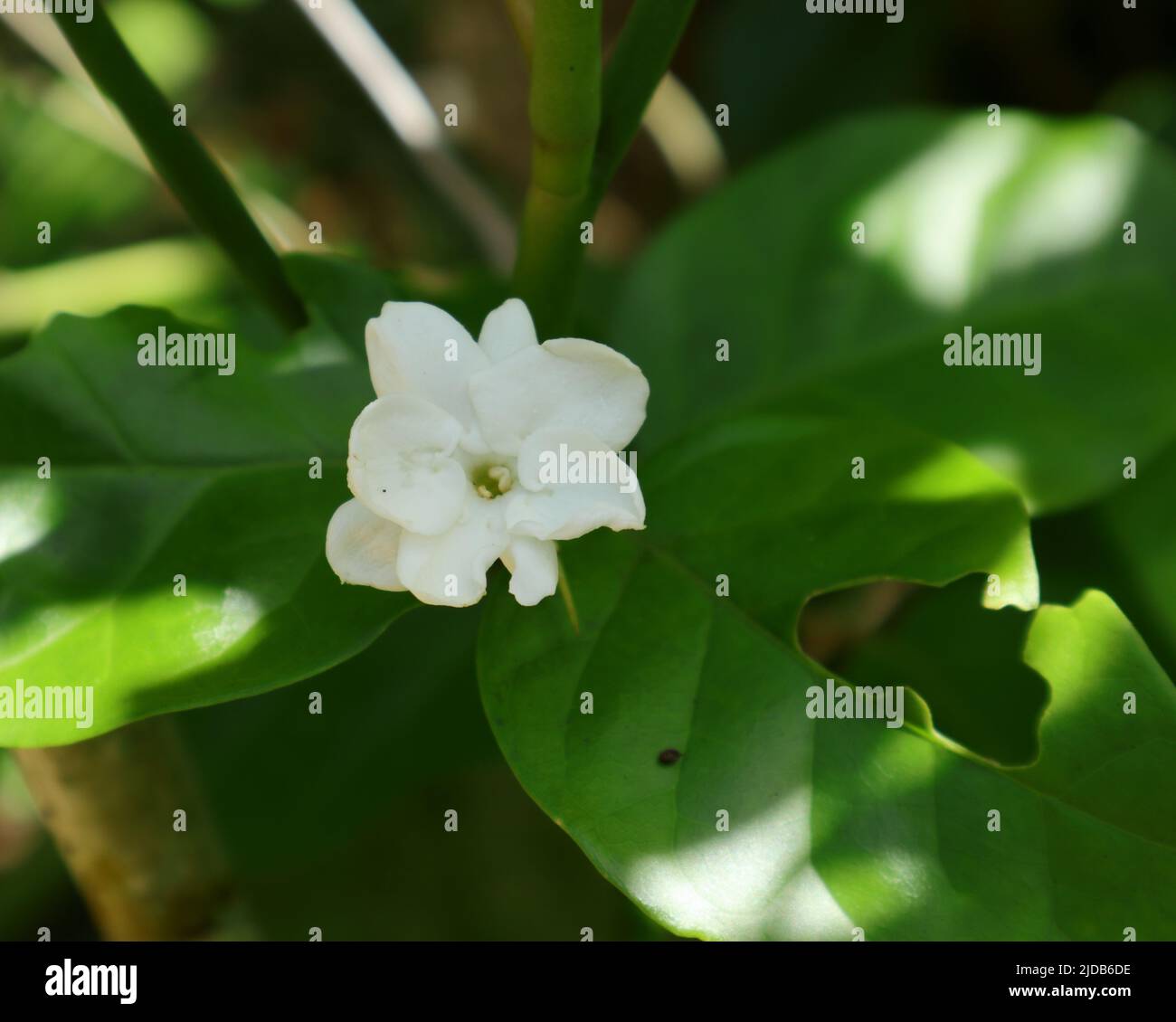 A fragrant flower of Jasmine variety of Arabian jasmine or Sambac jasmine Stock Photo