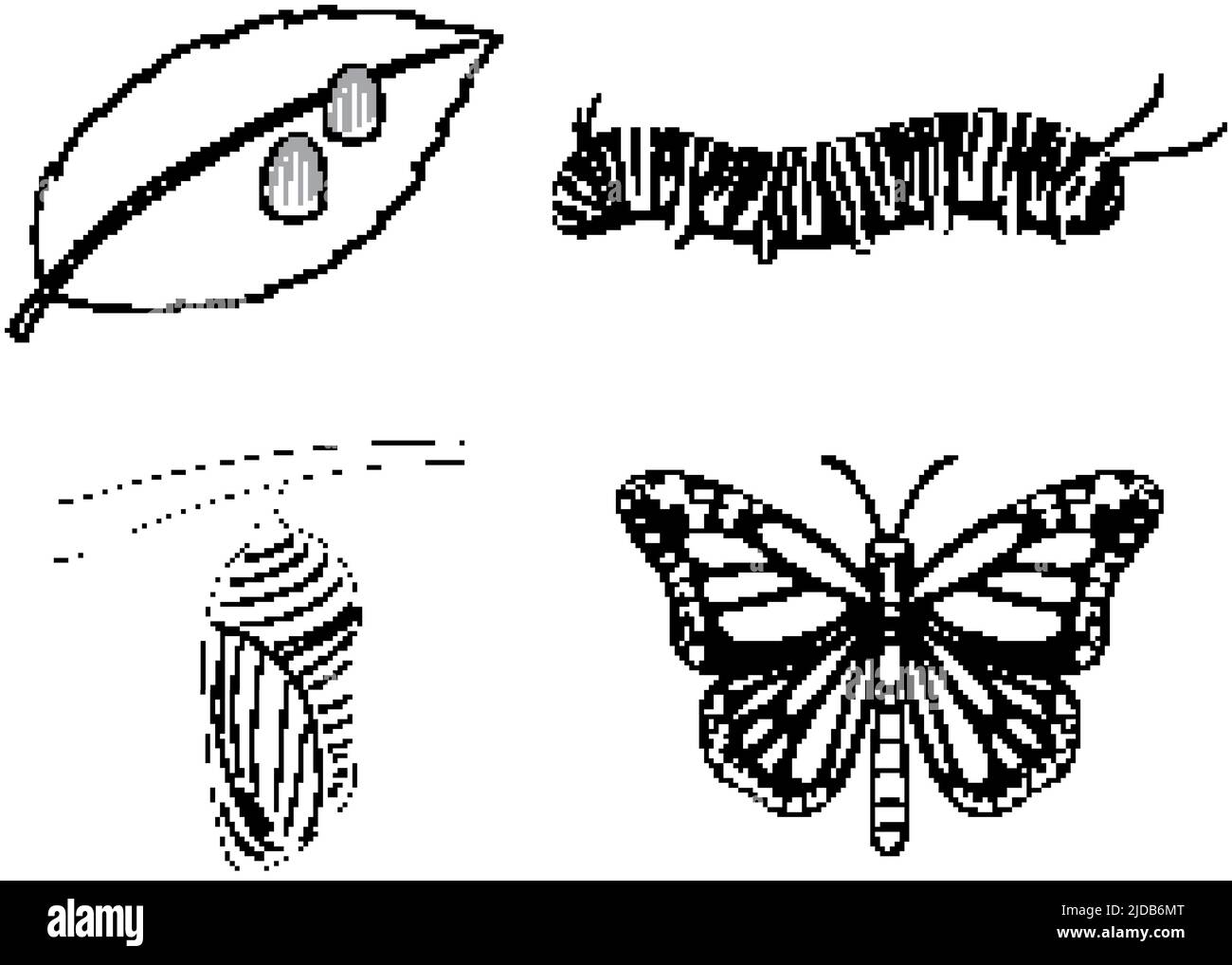 Life Cycle of Monarch Butterfly Doodle illustration Stock Vector