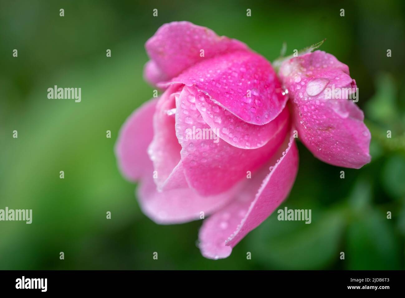 The rose blooms in the morning sun in the beautiful garden Stock Photo