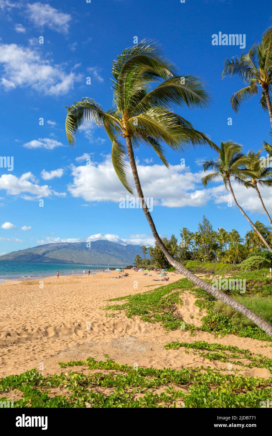 Palm tree over Kamaole One Beach, Kihei, Maui, Hawaii Stock Photo