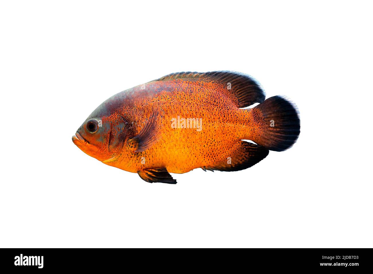 Several bright orange astronotus ocellatus peacock fish in rich blue with light dots of sea depth. Poster for pet store or postcard. Fish in space. In Stock Photo