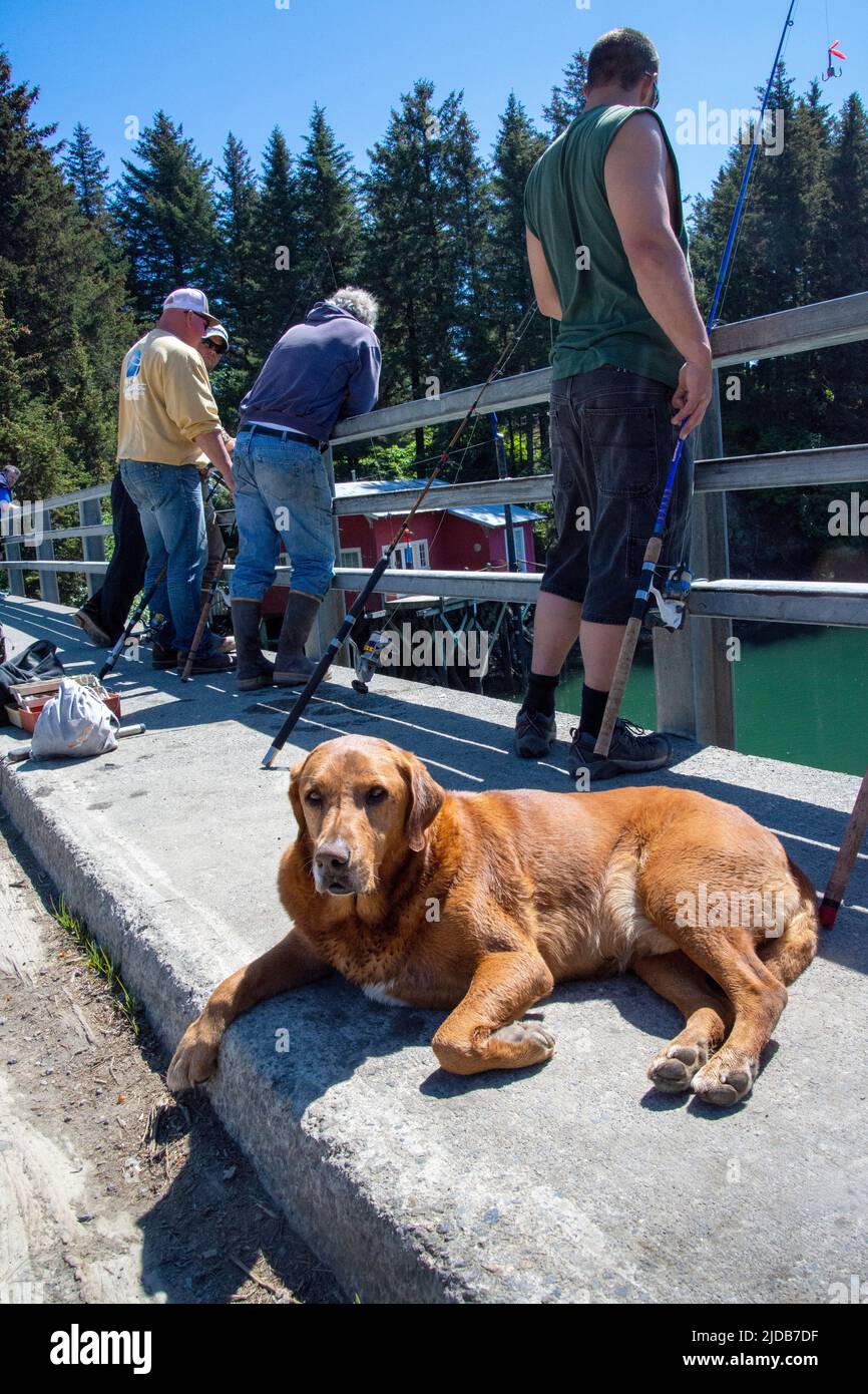 A dog patiently waits for its master while fishermen line up to fish ...