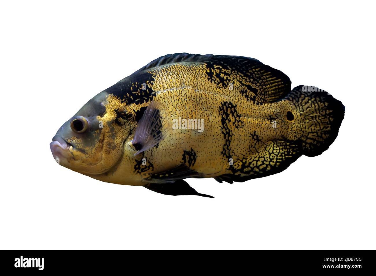Tropical cichlids in aquarium. Underwater image of tropical fish