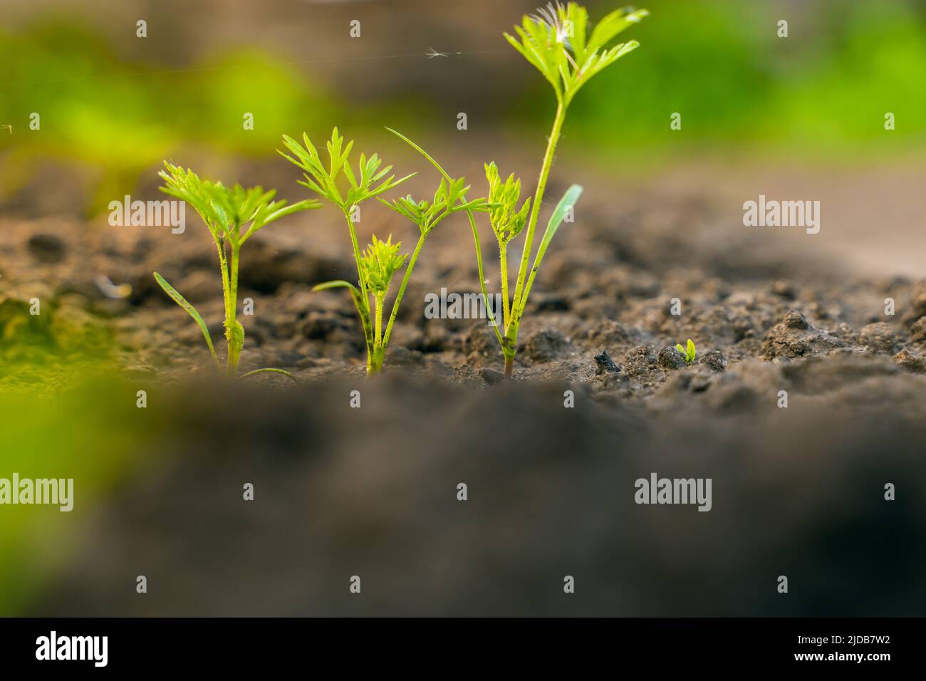 Close-up young green leaves of carrots grow in the garden bed in the ...