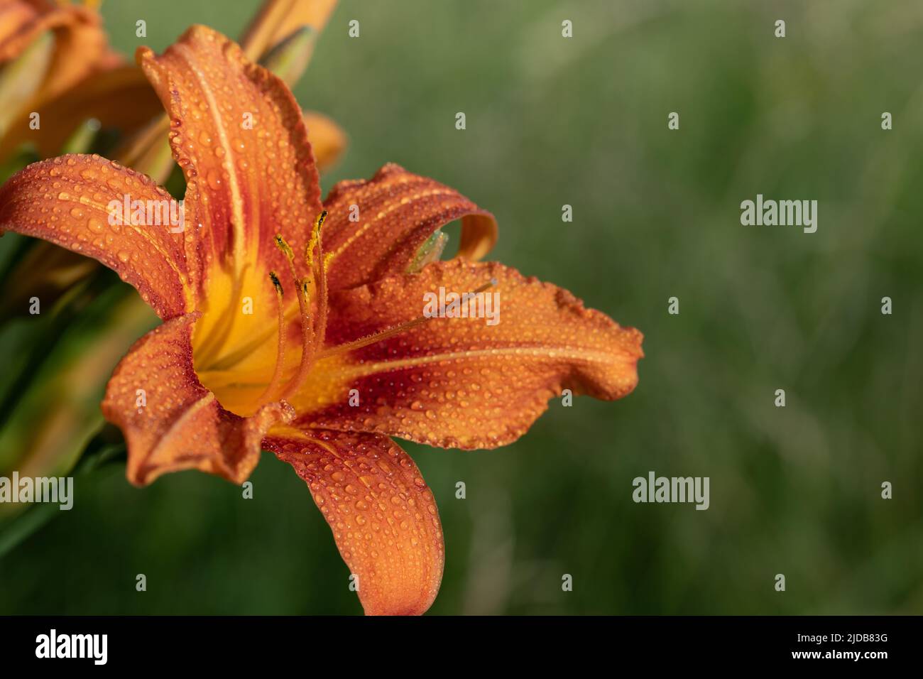 Close-up of the orange flower of a daylily (Hemerocallis), against a green background in nature. Stock Photo