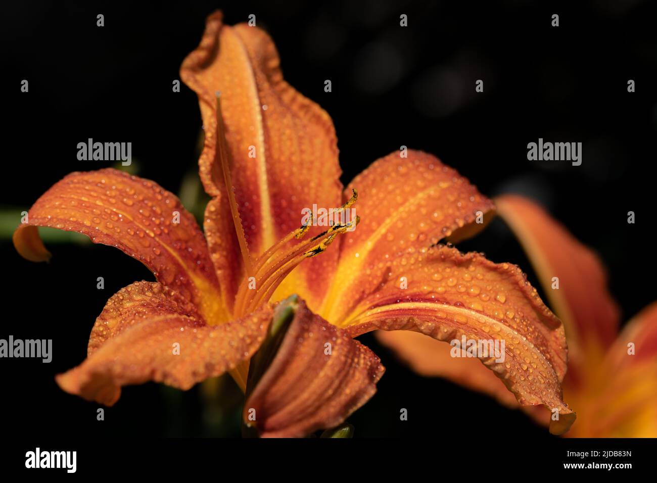Close-up of the orange flower of a daylily (Hemerocallis), against a dark background in nature. Drops of water shimmer on the lily Stock Photo
