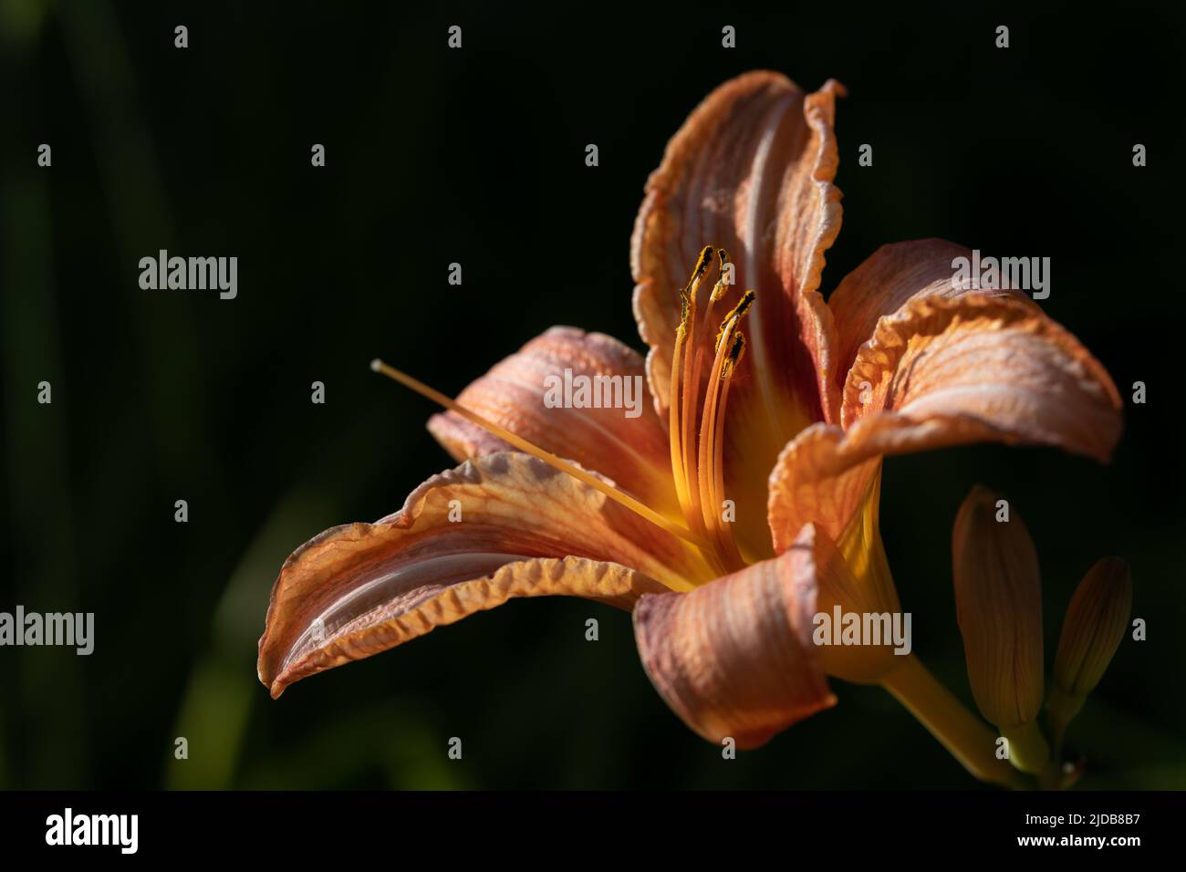 Close-up of the orange flower of a daylily (Hemerocallis), against a dark background in nature Stock Photo
