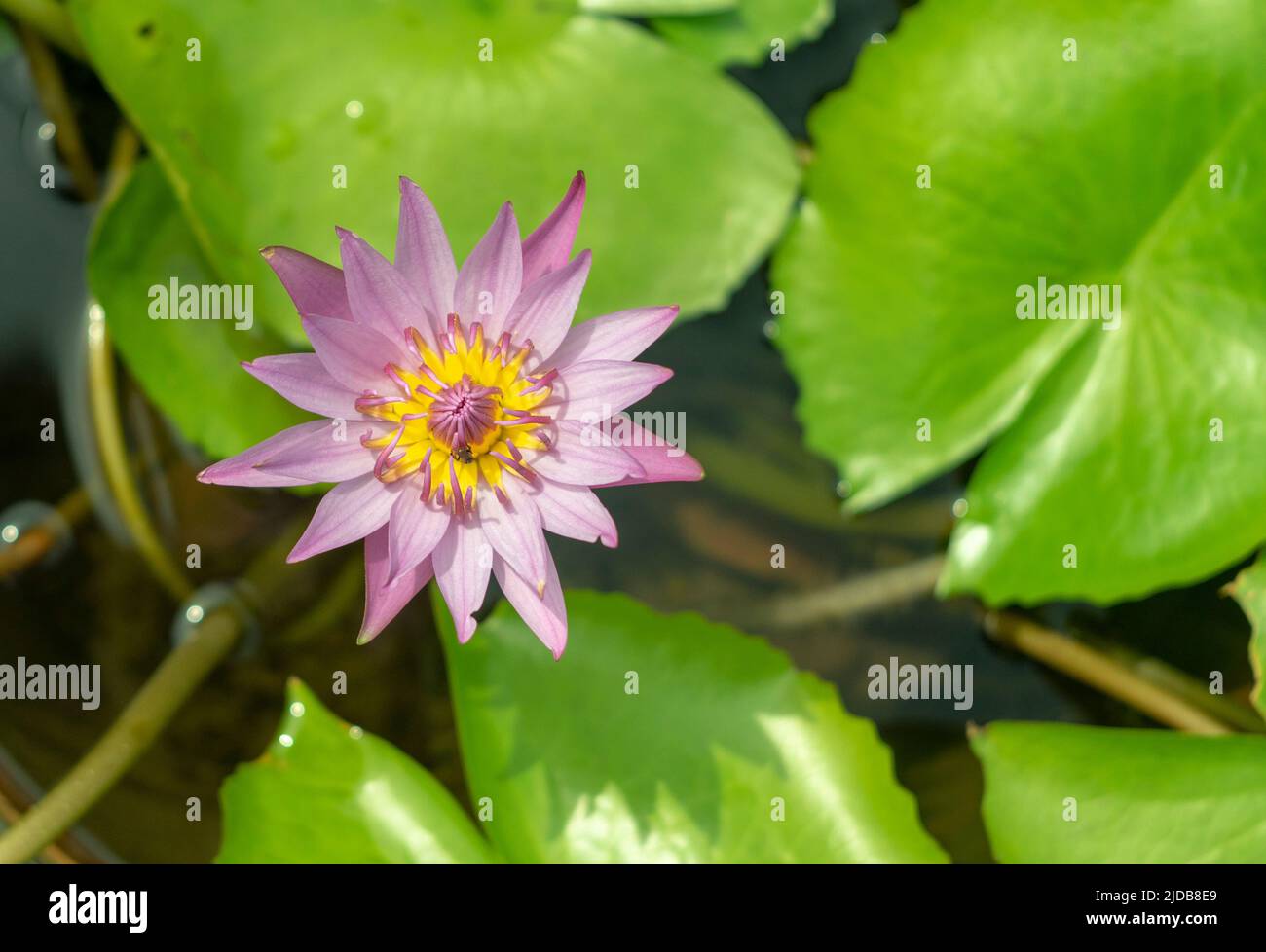 The lotus blooms in the morning in the swamp Stock Photo