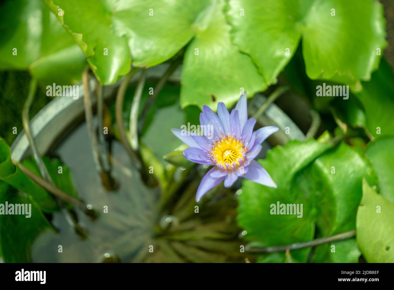 The lotus blooms in the morning in the swamp Stock Photo
