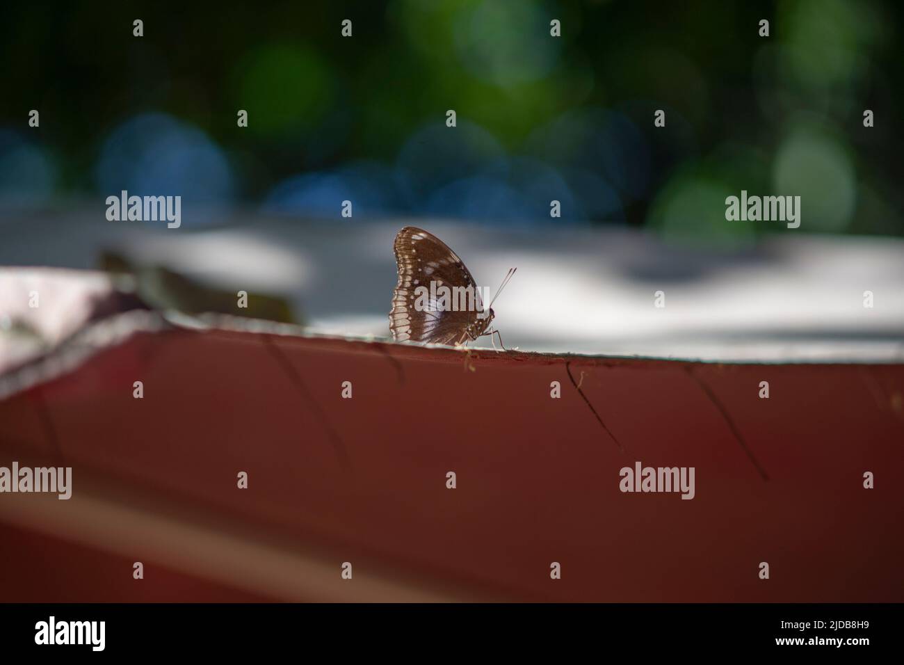 Insects fly everywhere in the tropical jungle of south vietnam Stock