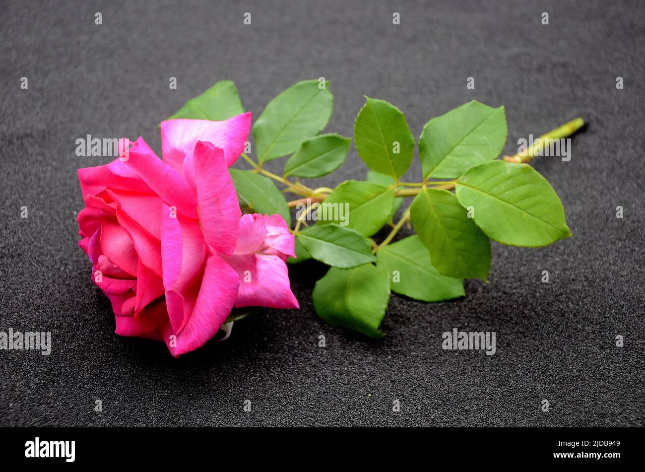 Rose flower icon hi-res stock photography and images - Alamy