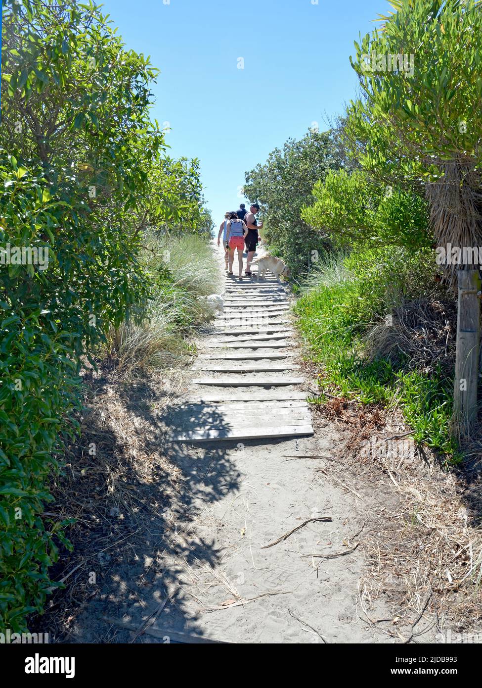 Christchurch, New Zealand - January 01, 2022; People climb the sand hills to Brighton beach in mid summer. Stock Photo