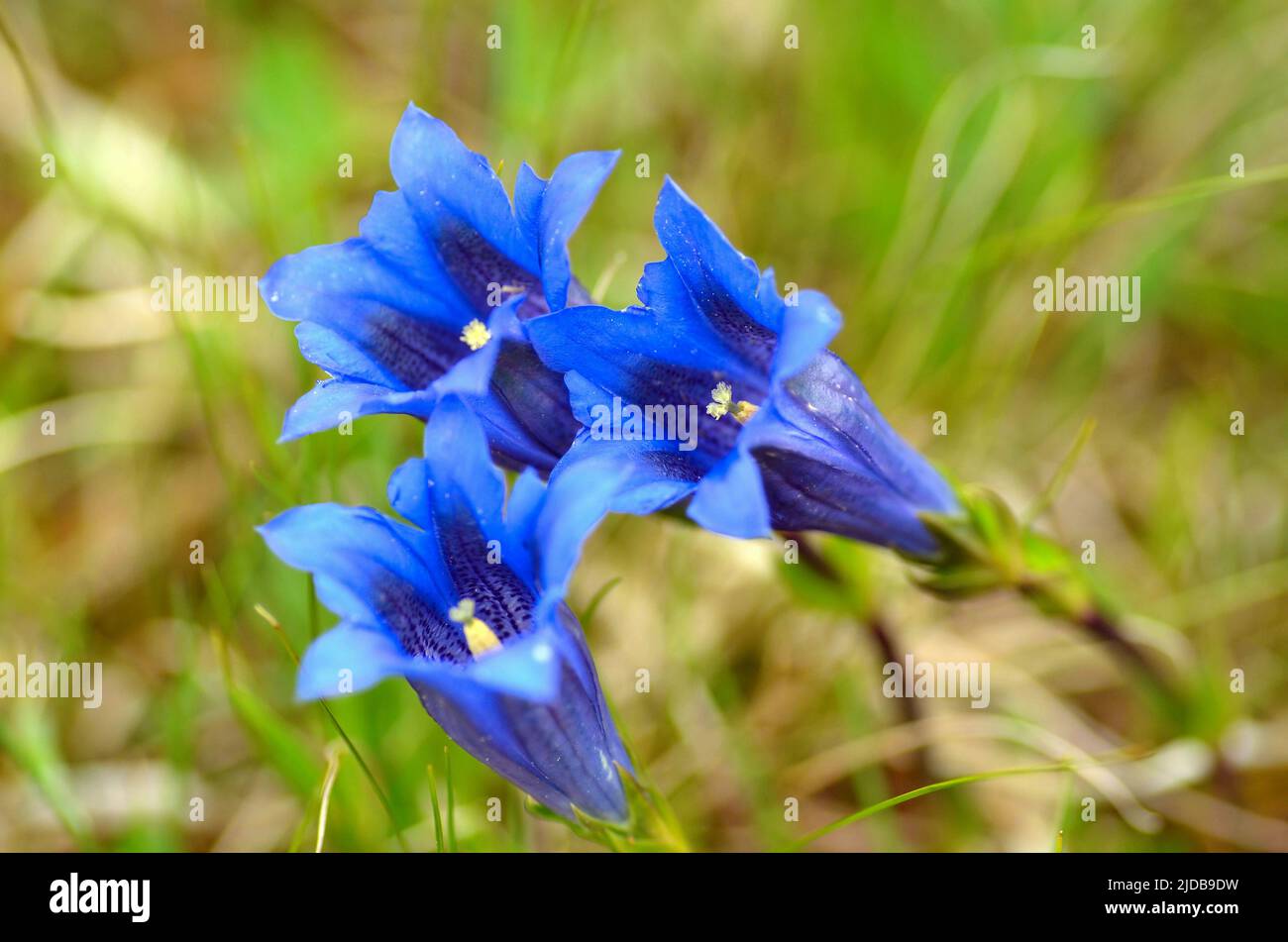 Enzian flower close up Stock Photo