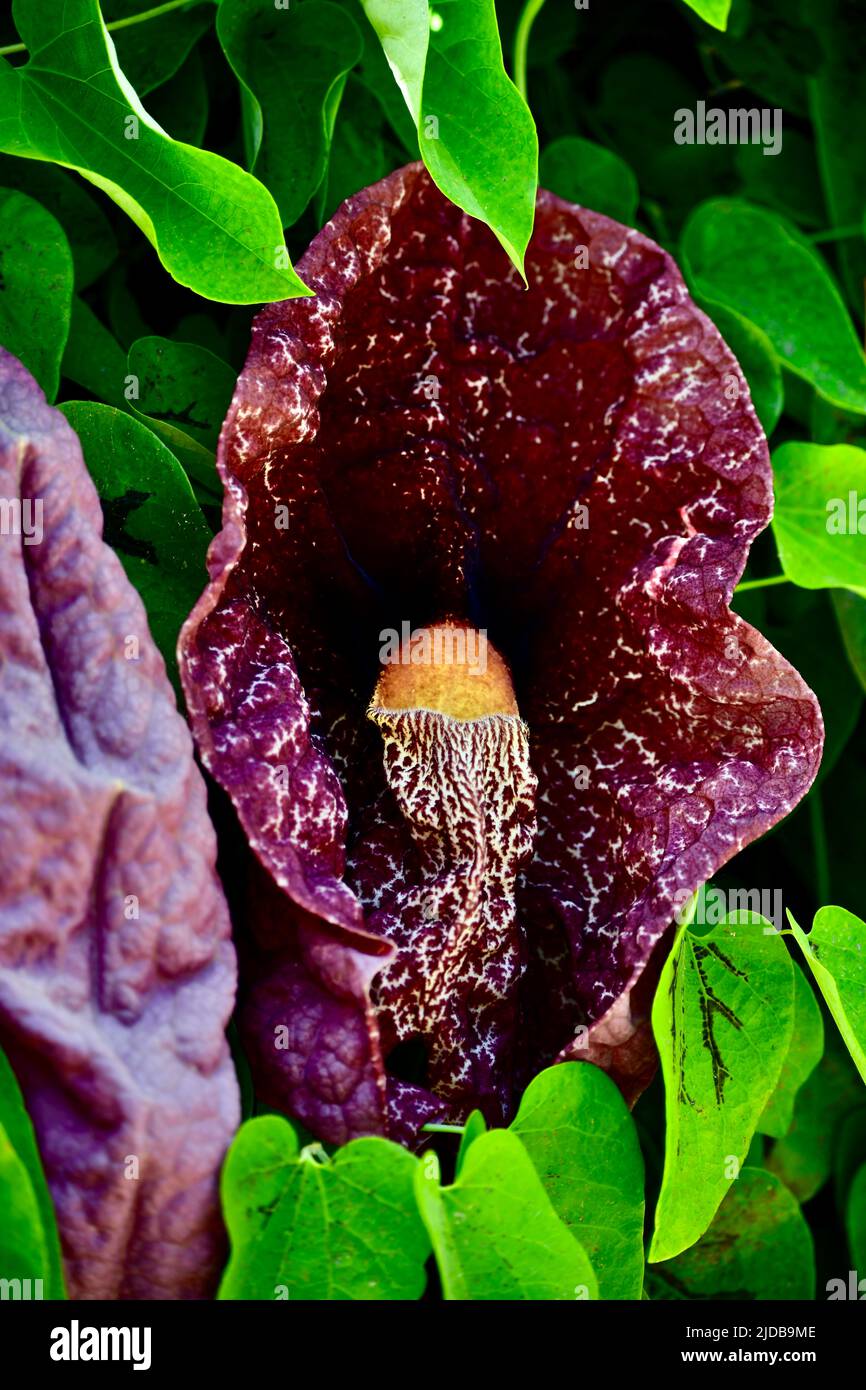 Seltene srotum-ähnliche Blüte mit phallusartigem Stempel Stock Photo