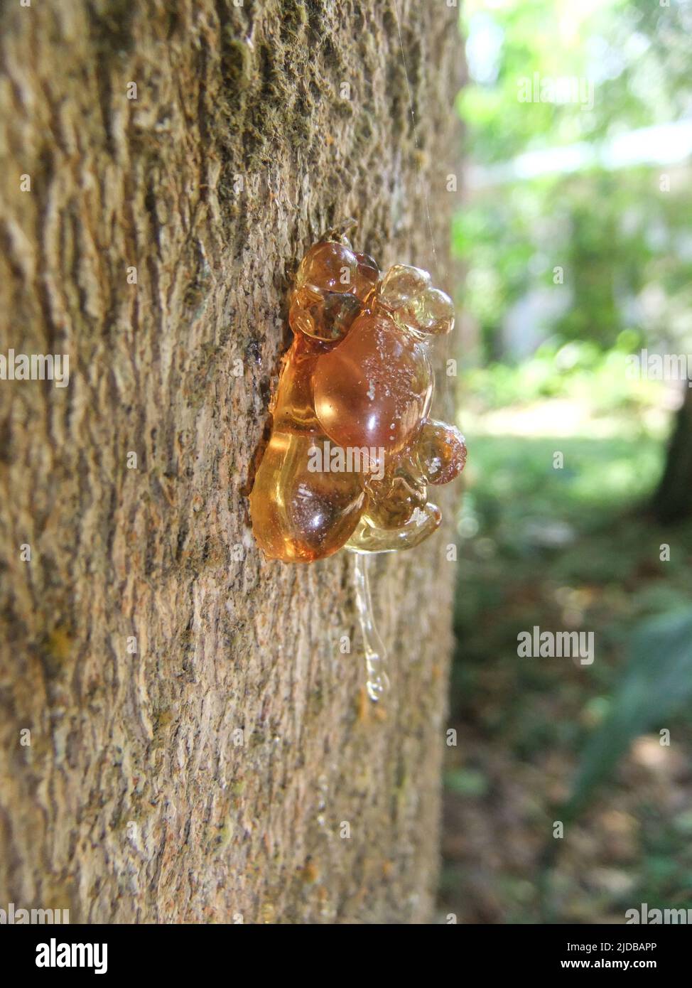 bright orange tree sap bubbling from the bark of a tree and isolated on