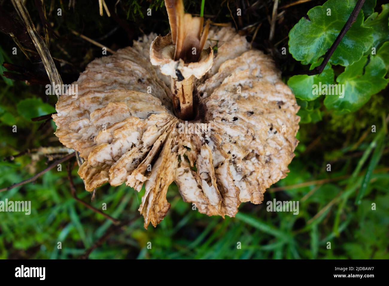close up of the underside of a single dirty white Autumn fungi on a natural green background Stock Photo