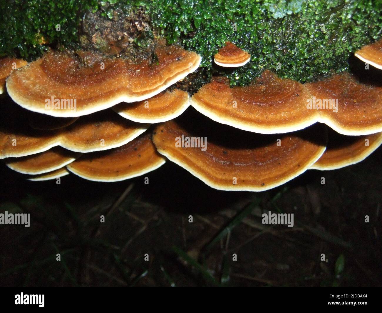 multiple orange and yellow Polypore bracket fungi with white edges isolated on a natural dark background and lichen Stock Photo