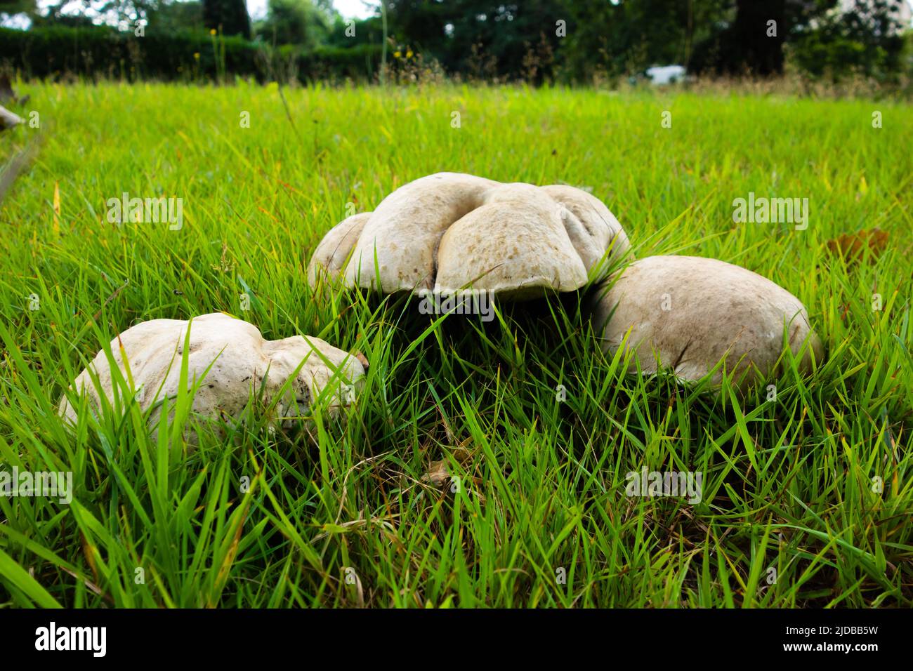 three giant puffball mushroom in a field Stock Photo