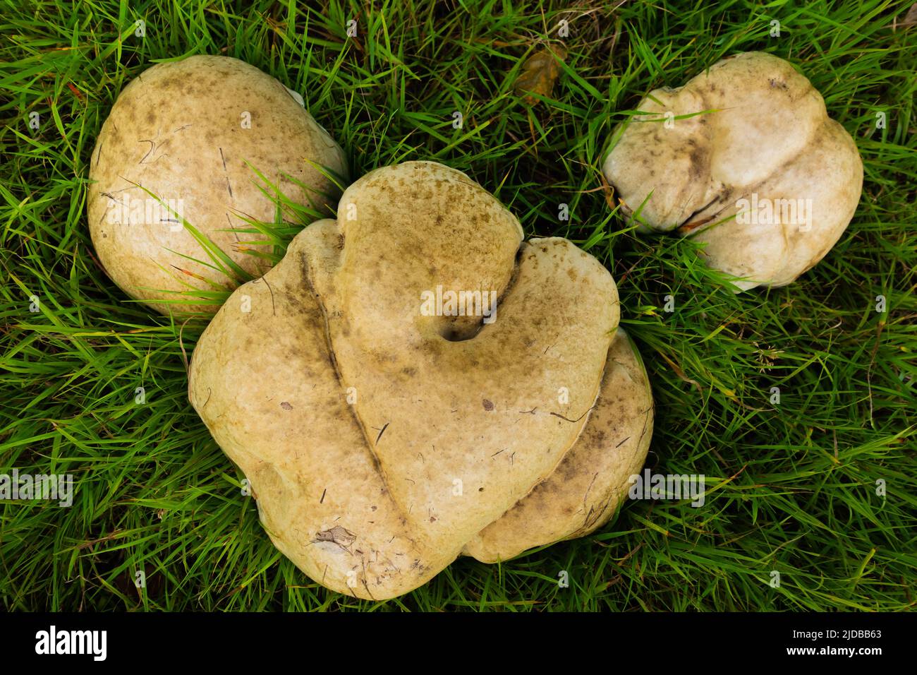three giant puffball mushroom in a natural grass background Stock Photo