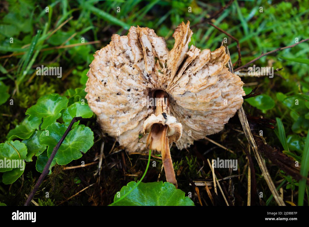 underside of a single dirty white Autumn fungi on a natural green background Stock Photo