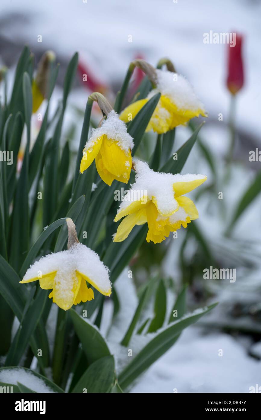 Daffodils in the snow - flower bed closeup Stock Photo