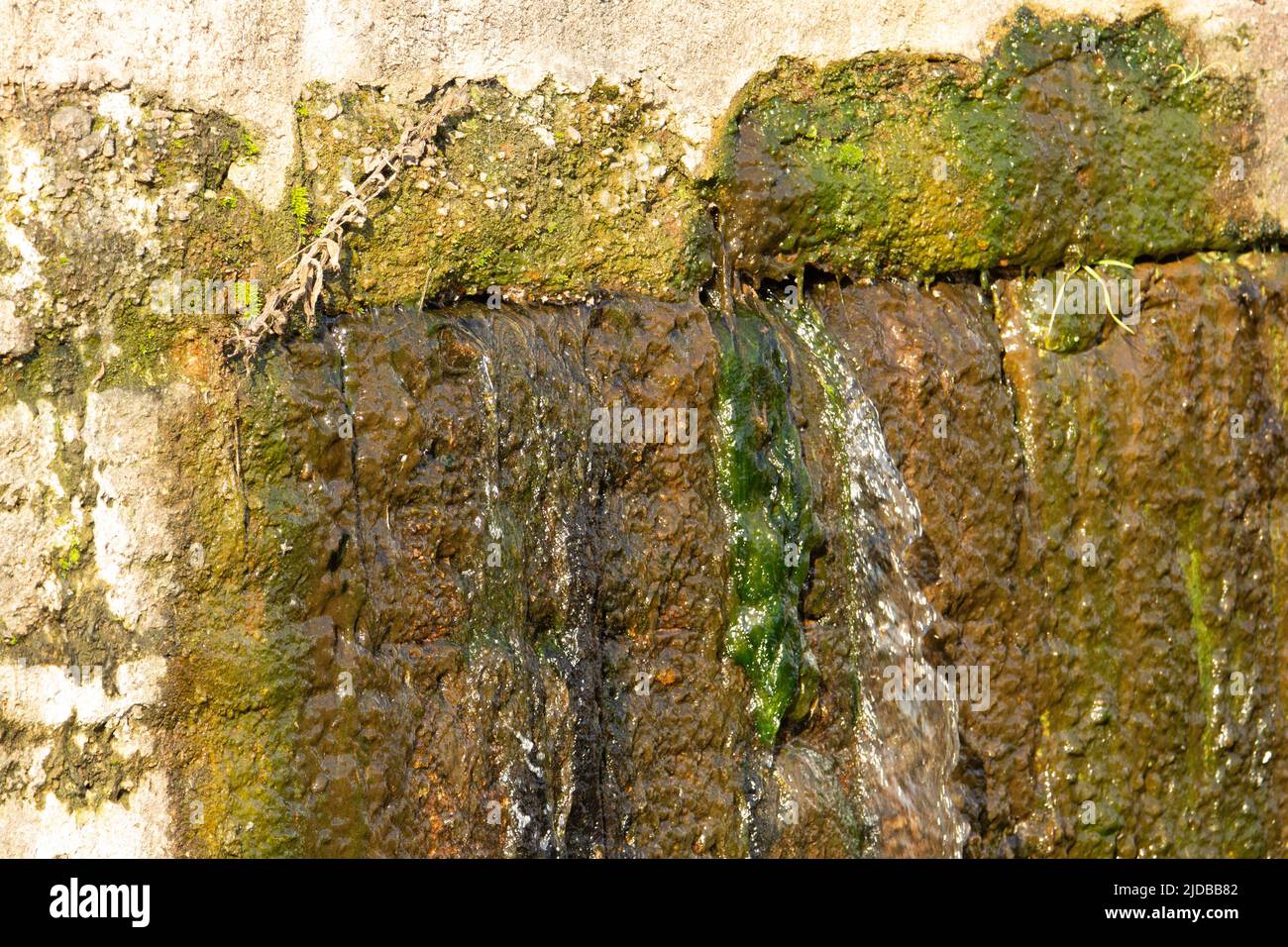 water and algae leaking from between joints in a stone wall Stock Photo