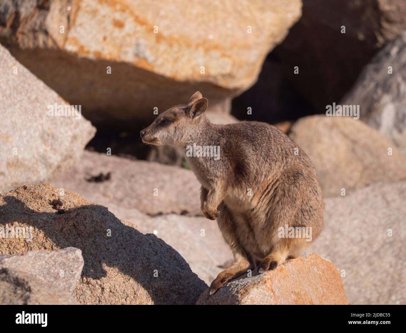Allied Rock Wallaby, also known as a weasel Rock Wallaby, Petrogale assimilis, at Magnetic Island. Stock Photo