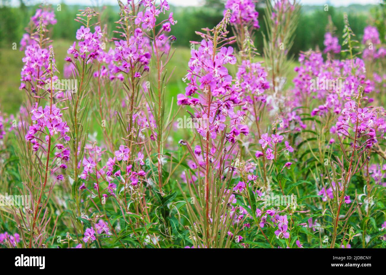 Blooming Ivan tea in the summer on a meadow Stock Photo