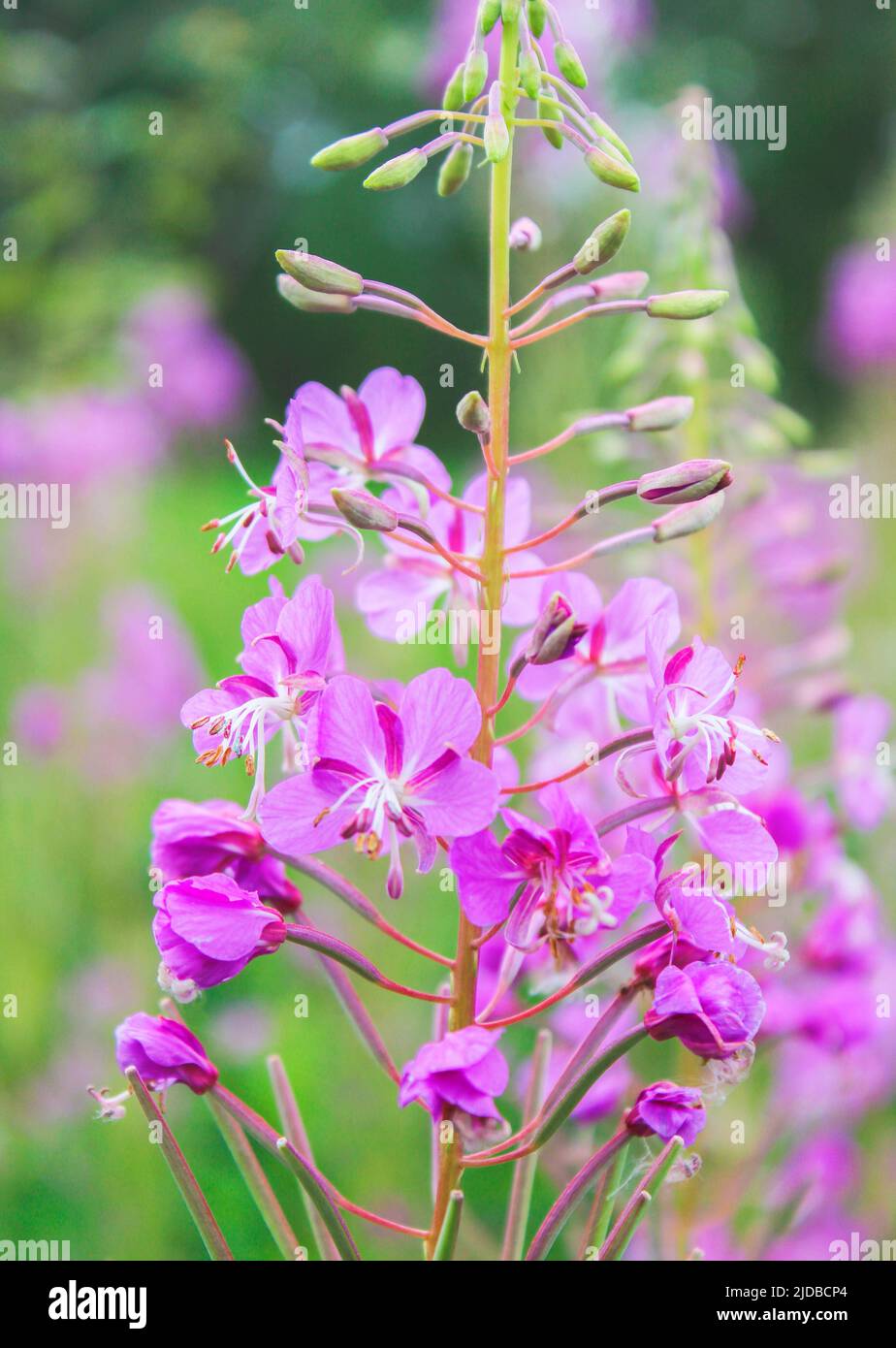 Blooming Sally in the meadow close up Stock Photo