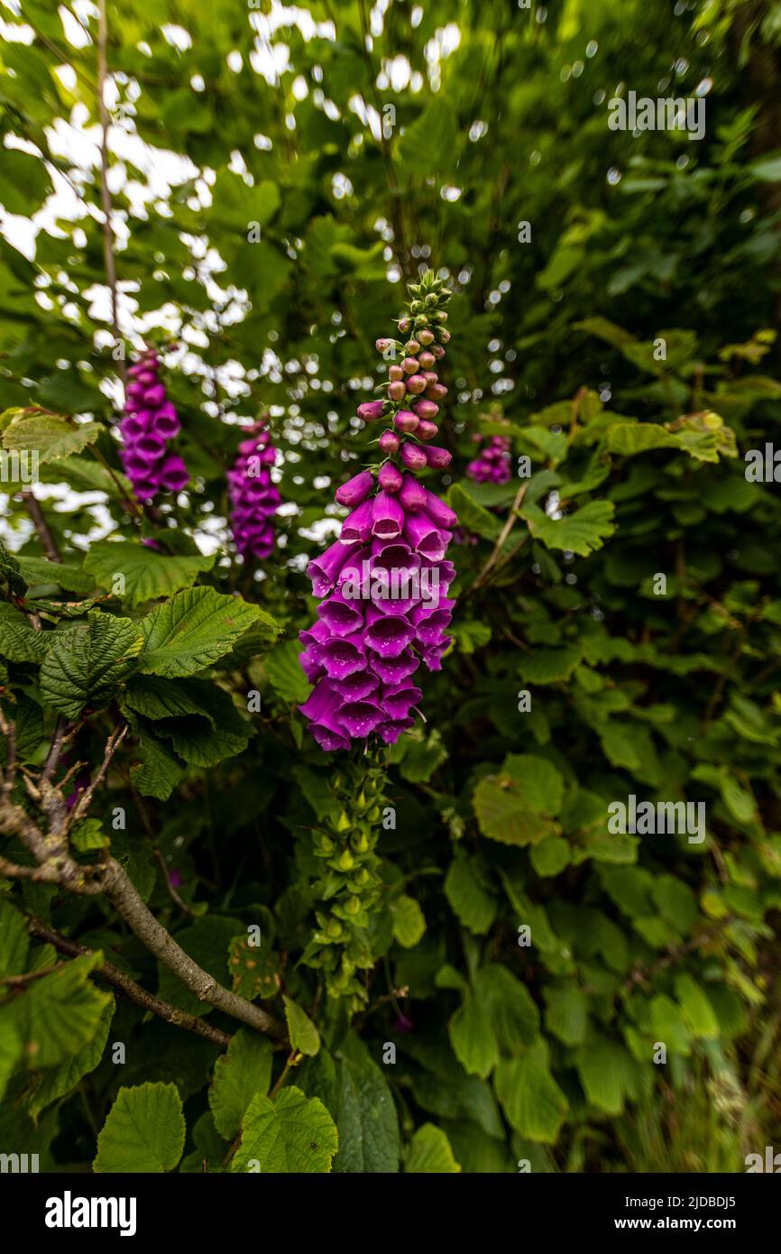 Acres of wildflowers hi-res stock photography and images - Alamy