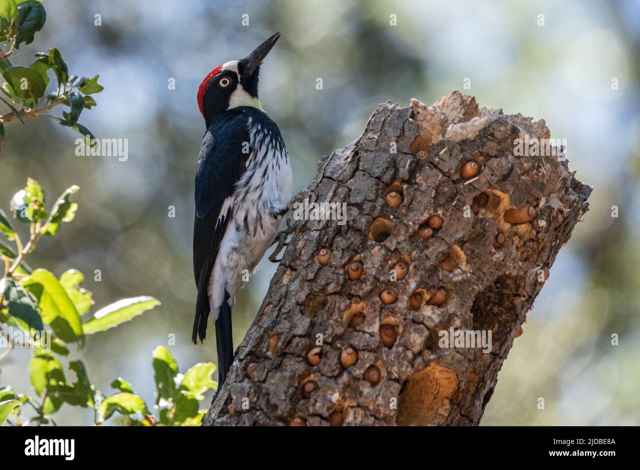 An acorn woodpecker (Melanerpes formicivorus) sitting on a granary tree where it has cached many acorns in Sebastopol, California, USA. Stock Photo