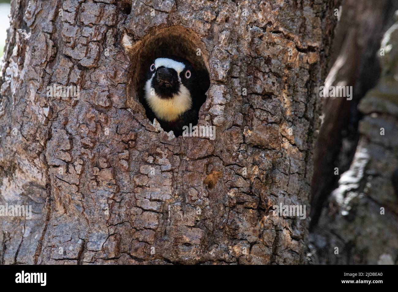 An acorn woodpecker (Melanerpes formicivorus) looking out of the tree hole where it is nesting in Sonoma county, California, USA. Stock Photo