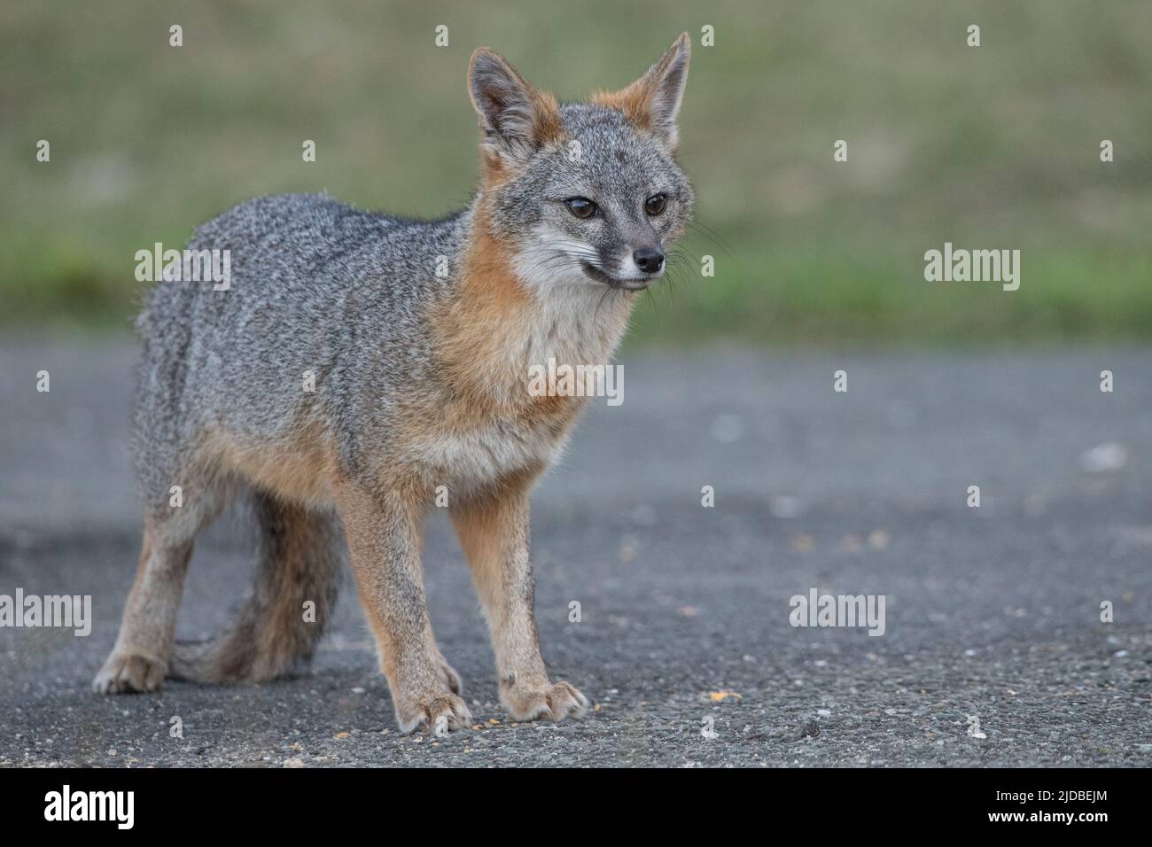 A gray fox (Urocyon cinereoargenteus) from Point Reyes National seashore, California, USA. Stock Photo