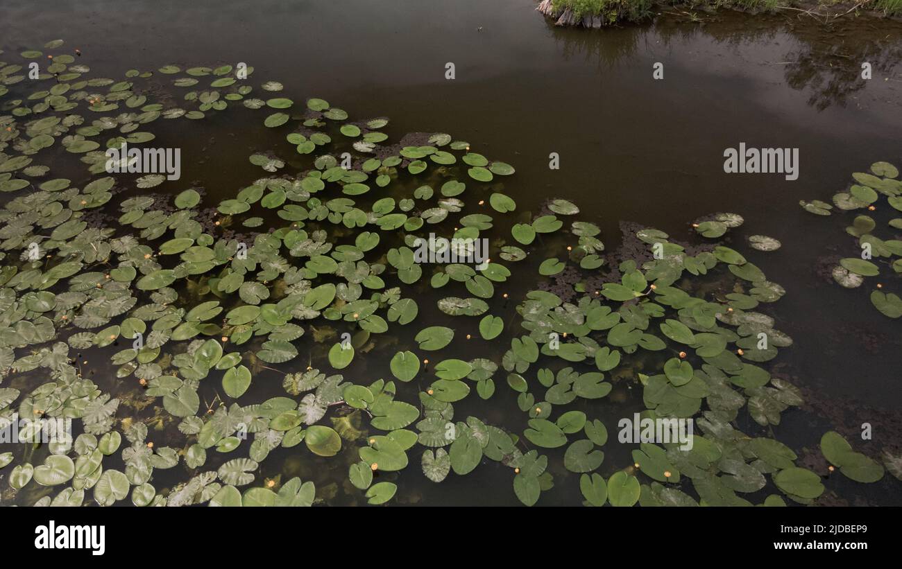 Yellow water lilies on the river in the city park. Flying at low ...