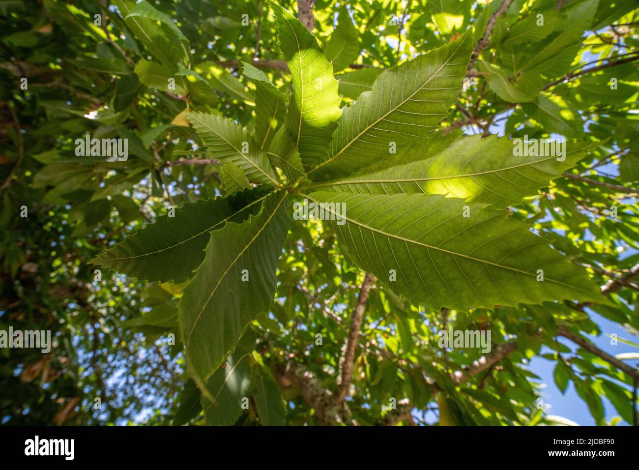 Spanish chestnut also known as the sweet chestnut (Castanea sativa) in Ragle ranch park in Sebastopol, California, USA. Stock Photo