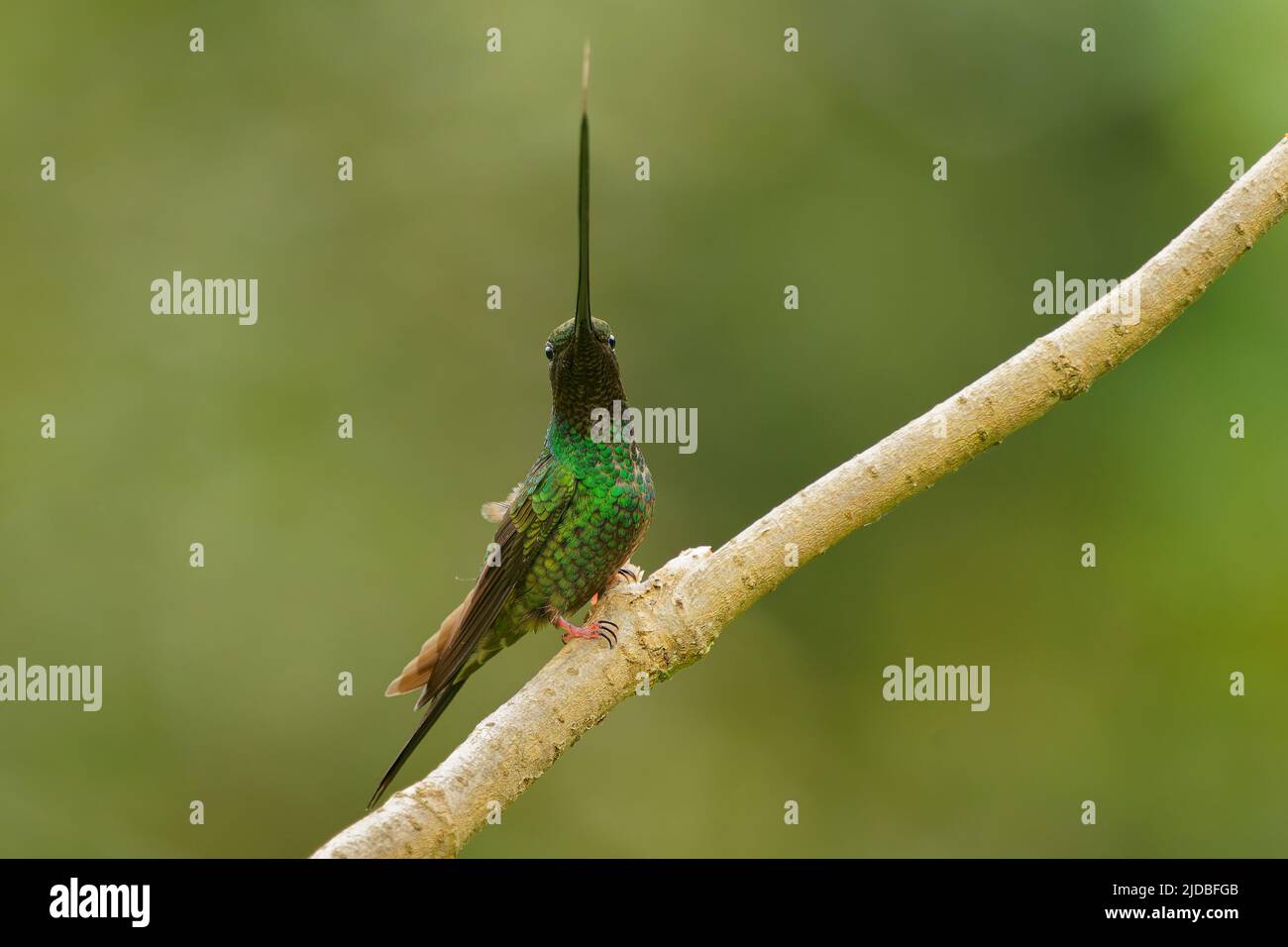 Sword-billed hummingbird - Ensifera ensifera also swordbill, Andean regions of South America, genus Ensifera, unusually long bill to drink nectar from Stock Photo