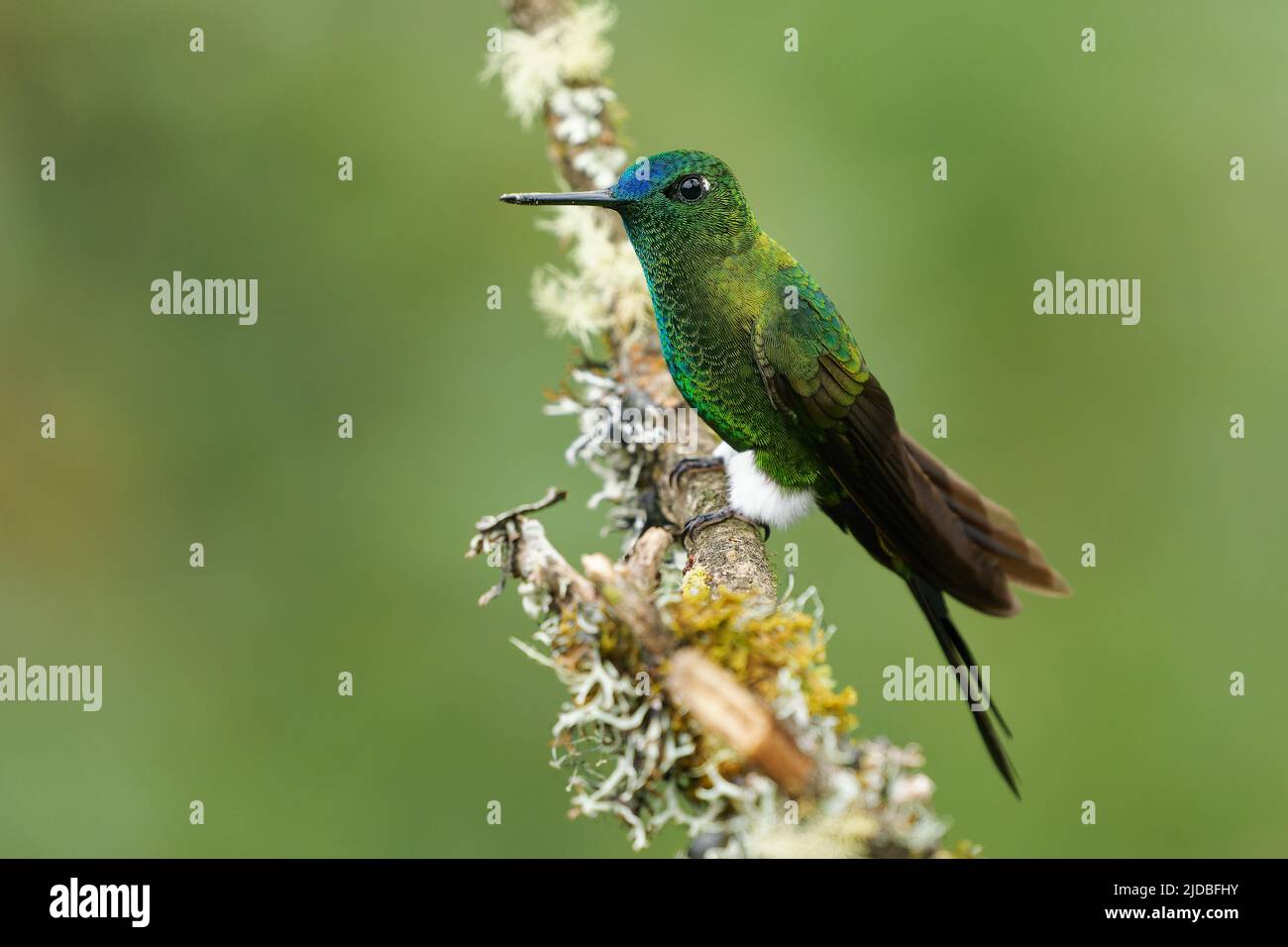 Sapphire-vented Puffleg - Eriocnemis luciani hummingbird in the brilliants, ¨tribe Heliantheini in subfamily Lesbiinae, bird found in Colombia, Ecuado Stock Photo